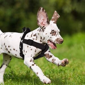 Kruz Original Heavy-Duty No Pull Dog Harness - Ultra Comfort, size XL New black